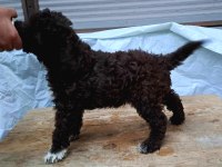 Sahibinden çok bakımlı siyah poodle