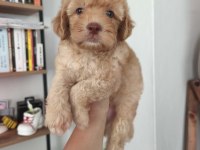 Maltipoo Erkek Dişi Yavrularımız Mevcuttur