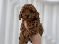 Toy poodle yavrular