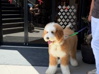 Çift Renk Kahve Beyaz Giant Dev Poodle Yavrular