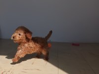 Yavru 2 aylık red Brown toy poodle cinsi dişi bihter