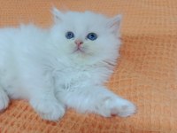İran persian erkek yavru