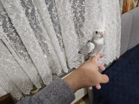 Yavru Sultan Papağanlar