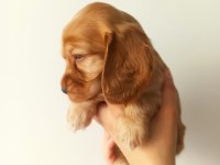 American Cocker Yavruları Tüm İlere Gönderim