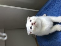 Scottish fold british shorthair yavrular