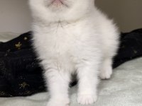 Safkan British Shorthair Chocolatte Point Erkek