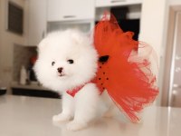 Dişi yavru pomeranian boo sahibini bekliyor
