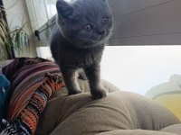 Sevimli British Shorthair Bebekler