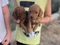 MINYATÜR SAFKAN SAGLIK VE IRK GARANTILI TOY POODLE YAVRULAR