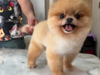 DAHA İYİSİ YOK GERÇEK TEDDY FACE POMERANİAN BOOLARIMIZ