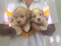Maltipoo yavrularımız