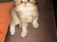 Yeni yuvalarına gitmeye hazır yavrular british shorthair