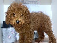 3 Aylık Dişi Poodle