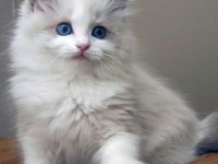 Safkan Irk Ragdoll Kedimiz