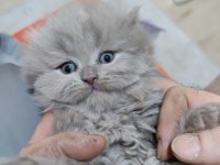 27 Mart doğumlu scottish fold Yalova merkez