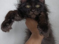 Harika sağlıklı maine coon dişi yavru