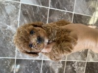 Orjinal Maltipoo Bebekler