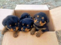 Orijinal Safkan Rottweiler Yavruları