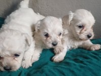 Maltese Terrier Yavrularımız