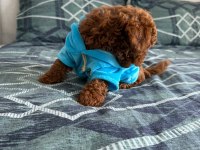 3 aylık erkek toy poodle oğlumu Sahiplendiriyorum