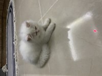 3 aylık yavru british longhair