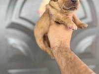 Golden Retriever Bebekler