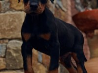 Türkiyenin en güvenilir çiftliğinden doberman