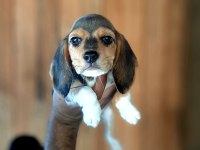 Beagle yavrularımız mükemmel bebekler