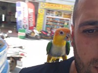 FULL EVCİL MASKOT KAYIK PAPAĞANI