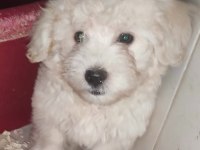 (SDK) Çiftlikten sıfır numara terrier yavru