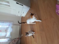 Acil ücretsiz yavru kedi sahiplendirme
