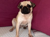 UYGUNA SAFKAN A+ KALİTE PUG MOPS ŞU AN KIZANDA
