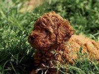Minnoş poodle yavrular