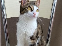 KEDİMİZ ÇOK ACİL YUVA ARIYOR
