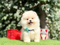Teddy Face Ayıcık Pomeranian Yavrular