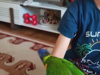 Ele kola alışkın full evcil lori papağanı