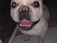 İzmir içi french bulldog köpeğimiz