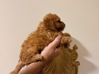 MINIK POODLE KURABIYELER