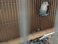 Evde beslediğim cennet ve sevda papağanlarım