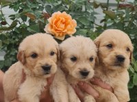 Golden retriever yavrulara yuva arıyoruz