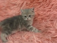 British shorthair 2 aylık dişi