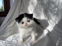 Safkan mükemmel exotic shorthair bebeğim