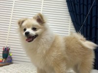 Eğitimli Pomeranian 8 Aylık Erkek
