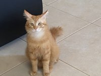 Kedimize yuva arıyoruz