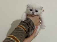 SAFKAN SCOTTİSH FOLD BRITISH SHORTHAIR YAVRULARIM