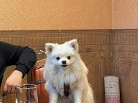 Yetişkin Tilki Surat Pomeranian