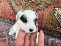 27 günlük köpekler