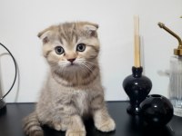 2 aylık scottish fold yavru