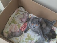 British shorthair yavrular rezerveye açıktır