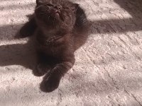 Çikolata scottish fold bebeğim
